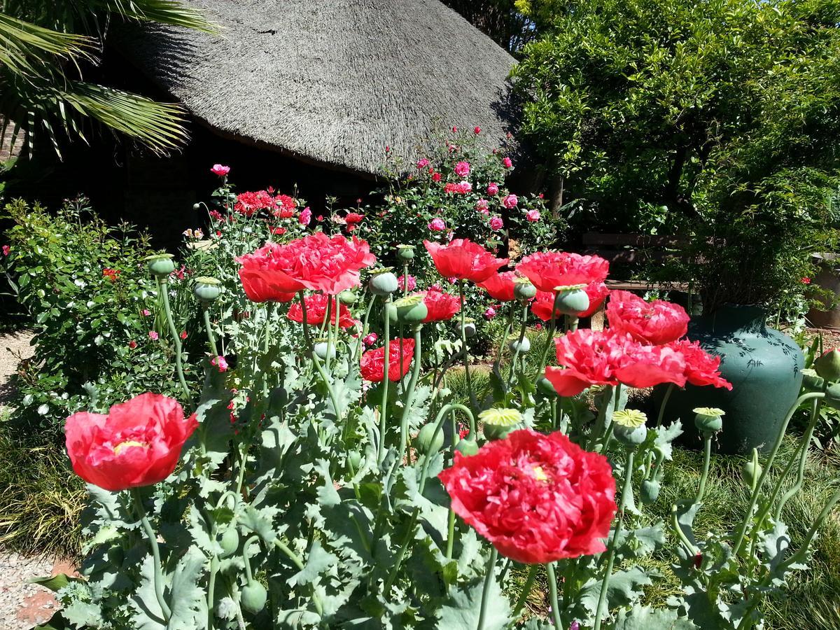 Agterplaas Guesthouse Pty Ltd Johannesburg Eksteriør bilde