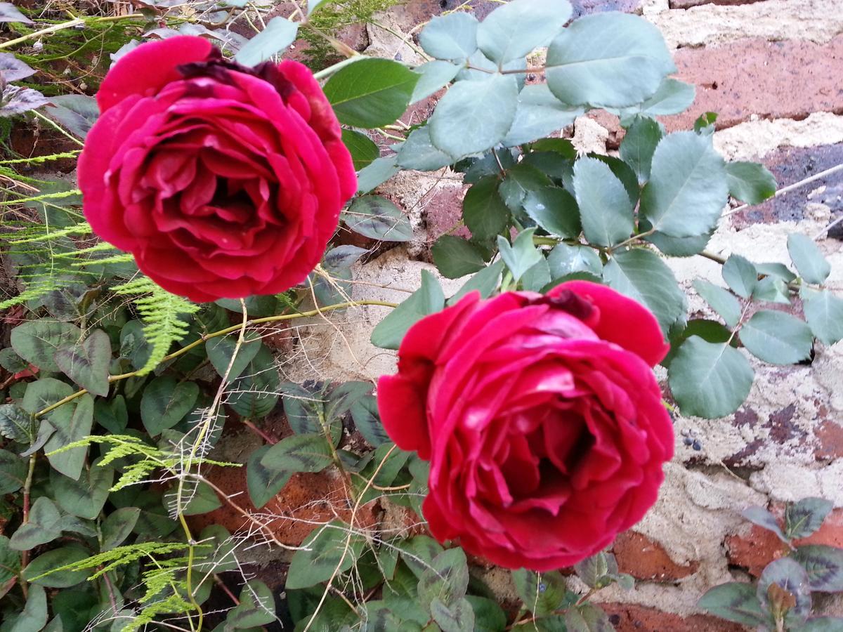 Agterplaas Guesthouse Pty Ltd Johannesburg Eksteriør bilde